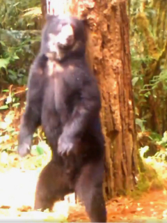 Oso