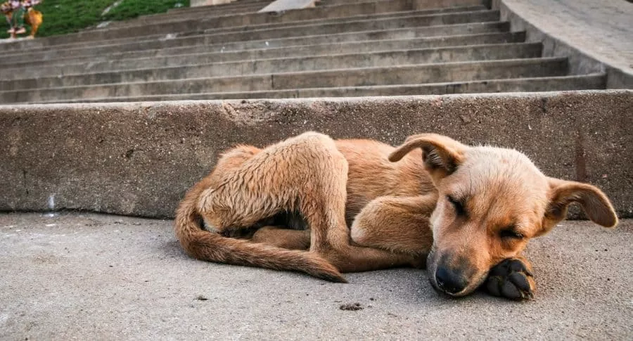 Perros callejeros se ven afectados por cuenta de la cuarentena.