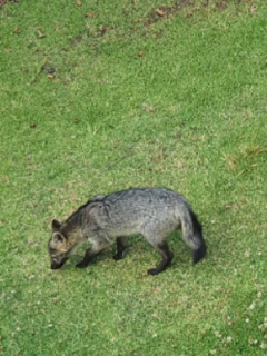 Zorros, cerca de Bogotá