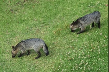 Zorros, cerca de Bogotá