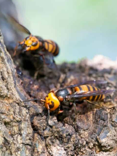 Hornet gigante asiático hace su nido en un tronco de árbol