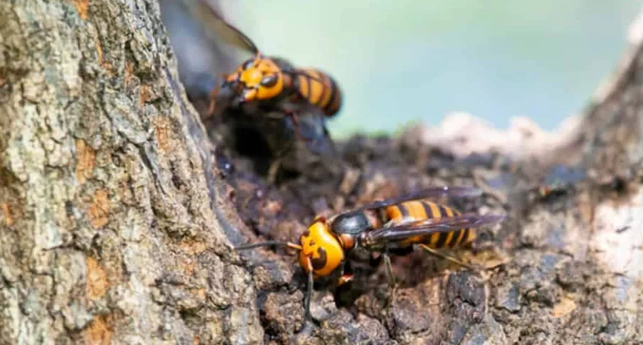 Hornet gigante asiático hace su nido en un tronco de árbol
