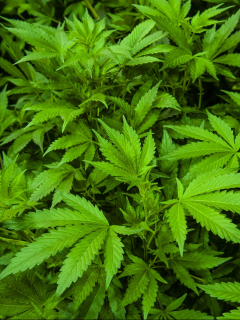 Colombia exportará marihuana medicinal
