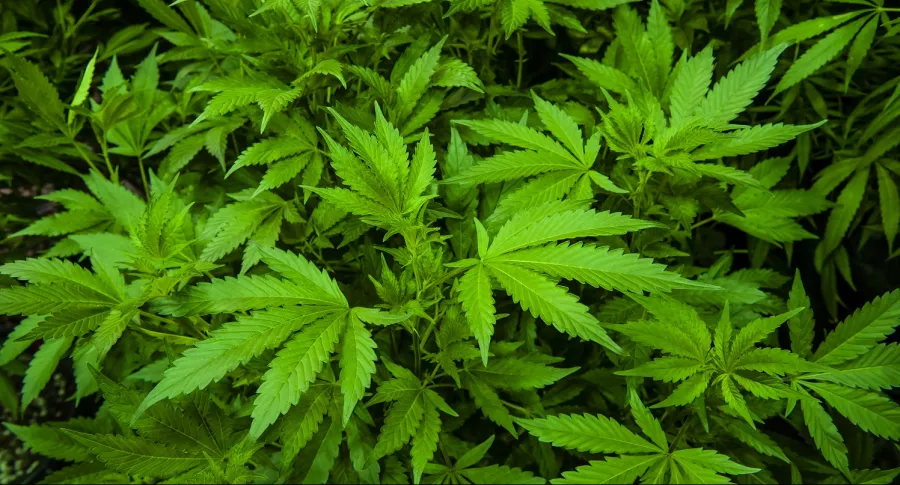 Colombia exportará marihuana medicinal