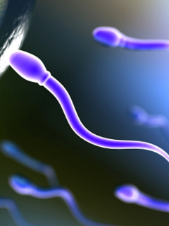 Hallan coronavirus en esperma