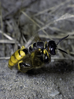 Avispón atacando una abeja