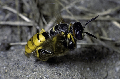 Avispón atacando una abeja