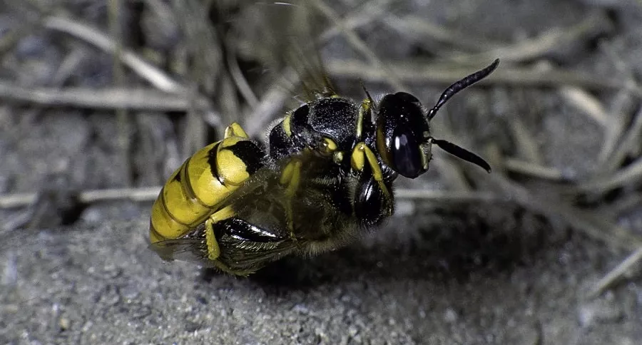 Avispón atacando una abeja