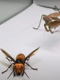 Mantis religiosa vs Avispón asiático
