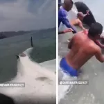Pescadores liberan a tiburu00f3n ballena en Taganga.