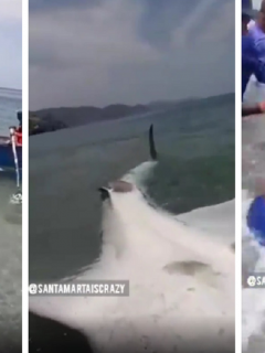 Pescadores liberan a tiburón ballena en Taganga.