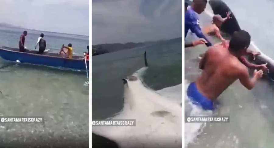 Pescadores liberan a tiburón ballena en Taganga.