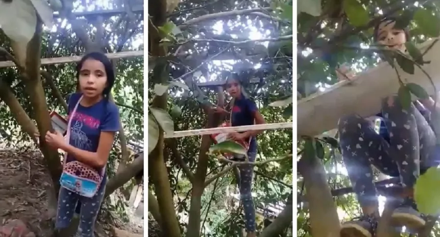 Niña en Norte de Santander toma clases en un árbol