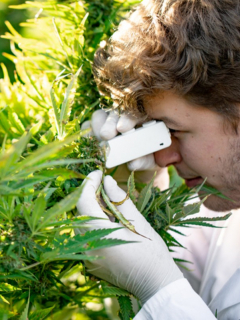 Empresarios colombianos le apuestan al cannabis medicinal como una alternativa para hacerle frente a crisis de empleo.