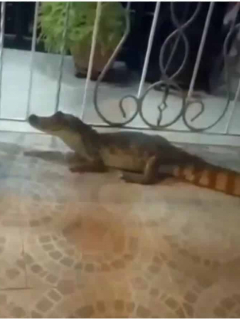 Caimán aparece en Soledad