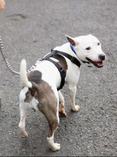 Perro pitbull