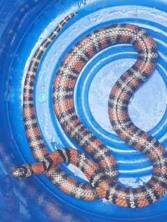 Serpiente-en-Paipa