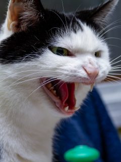 Gato impide robo