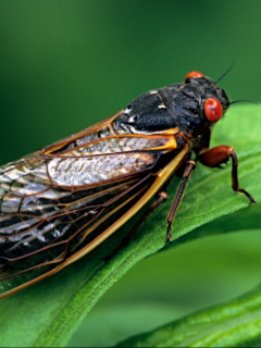 Cigarras