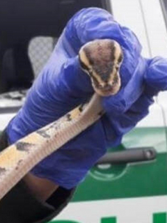 Serpiente, en Bogotá.