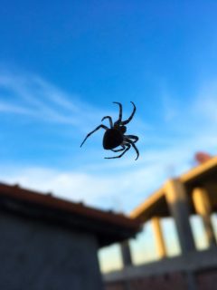 Araña