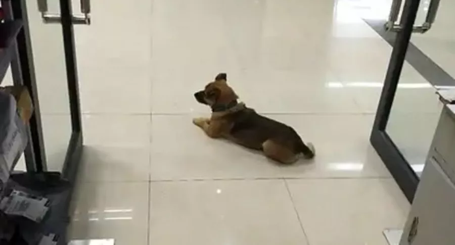 Xiao Bao perro