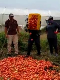 Campesinos prefieren botar la comida a la basura.