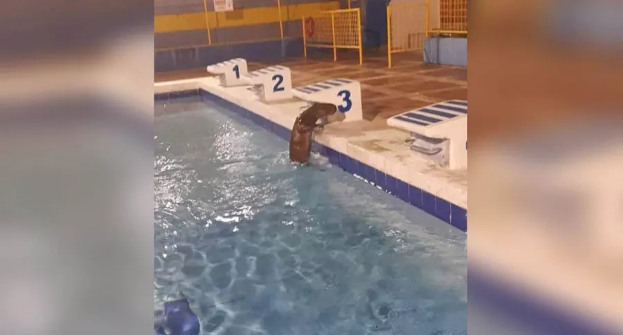 Chigüiro en piscina.