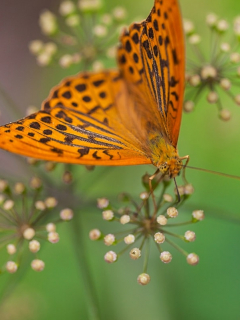 Insectos
