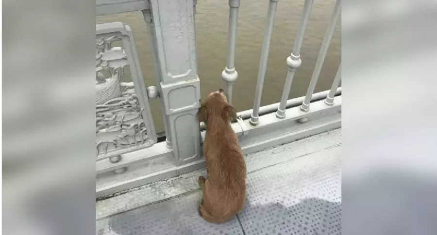 Perro en un puente.
