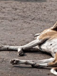 Perro (imagen de referencia)