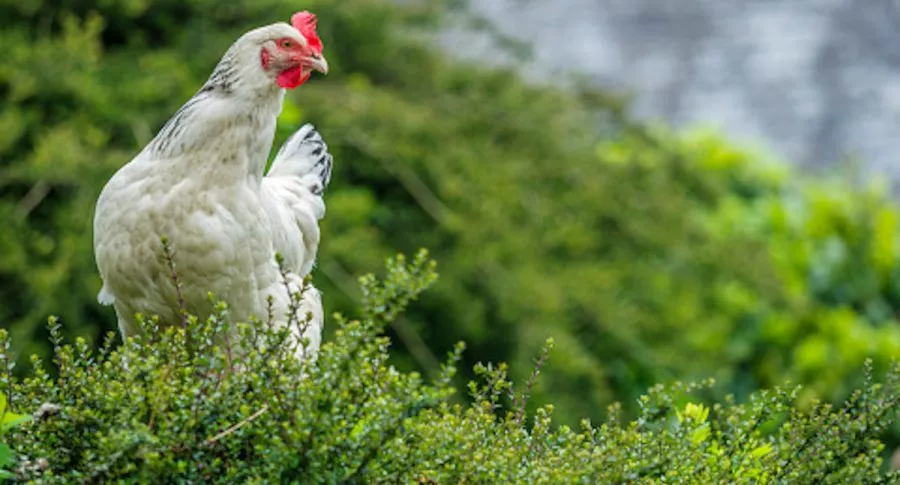 Pollo salvaje en Nueva Zelanda.