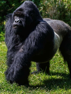 Gorila