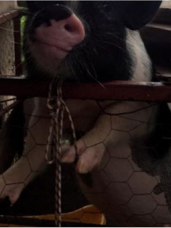 Mujer encuentra a su mascota mini pig en Vichada