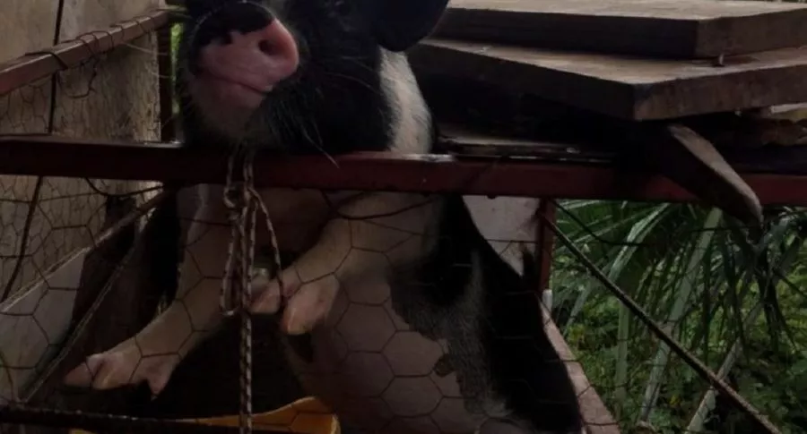 Mujer encuentra a su mascota mini pig en Vichada