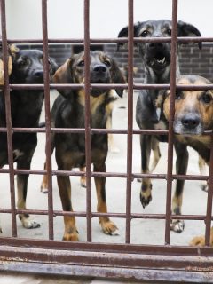 Perros
