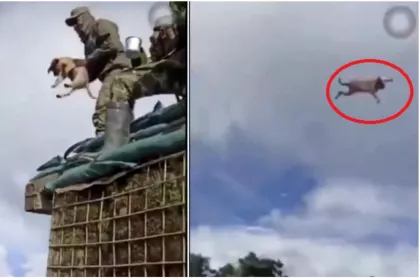 Soldados lanzan a un perro a volar en caso de maltrato animal