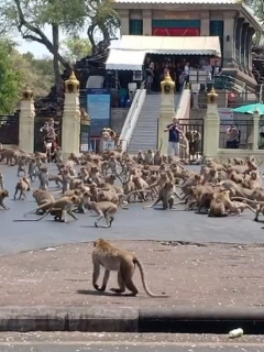 Micos en Tailandia.