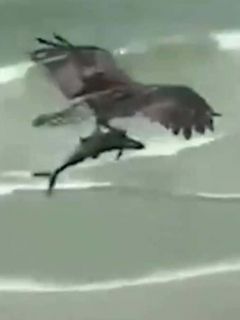 Águila pesca a tiburón