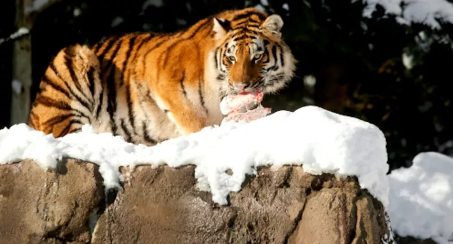 Tigresa mata a cuidadora de zoológico en Suiza.