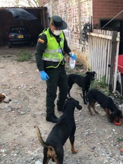 Investigan muerte de perro al parecer abusado en San Gil