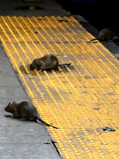 Ratas de Nueva York abandonan el metro y molestas a comensales al aire libre.