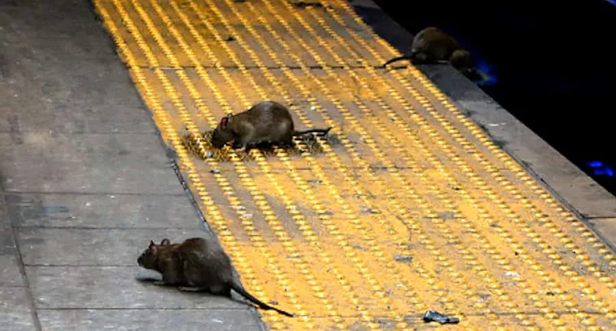 Ratas de Nueva York abandonan el metro y molestas a comensales al aire libre.
