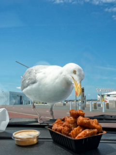 Hombre atacó a gaviota que intentó robarle su comida.