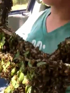 Padre e hijo rescatan enjambre de abejas