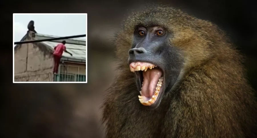 Hombre cayó de un edificio al asustarse por un babuino.