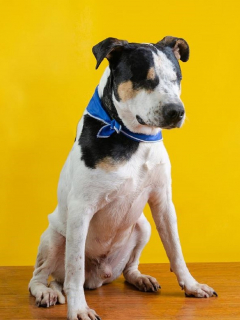 Maltrato animal contra perro Thor