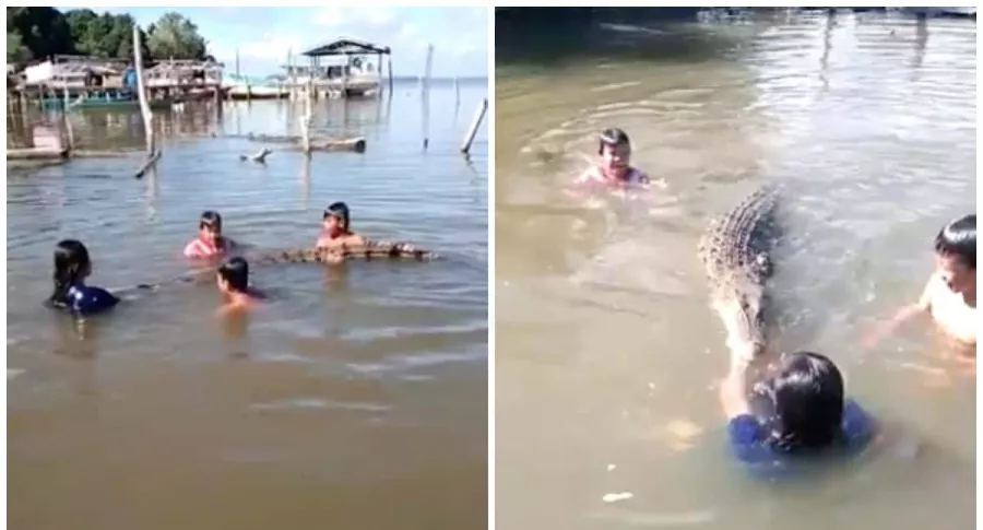 Niños nadan con un cocodrilo mientras su papá los graba.