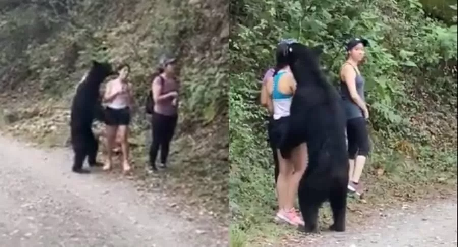 Aterrador video donde oso abrazó a una joven que paseaba
