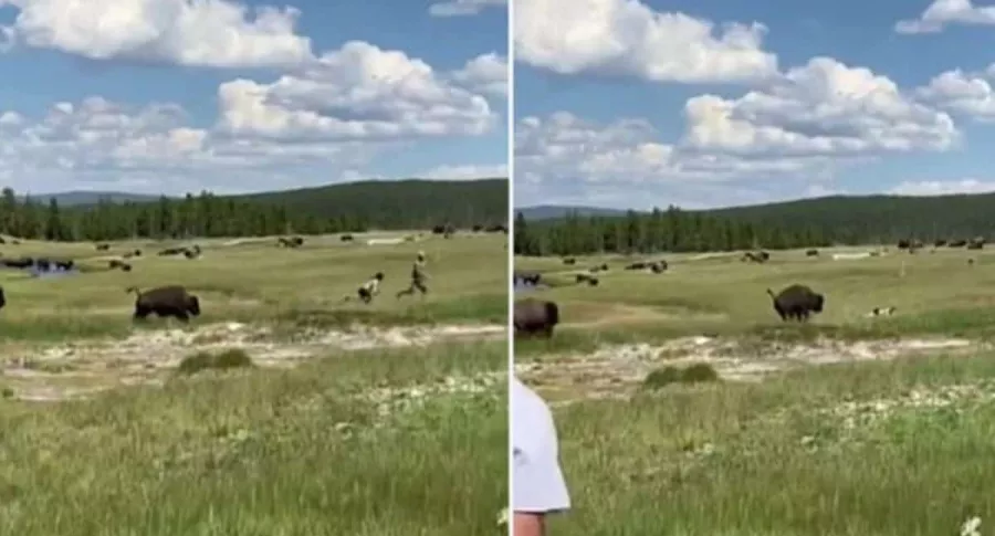 Video: mujer se hizo la muerta para evitar ataque de bisonte